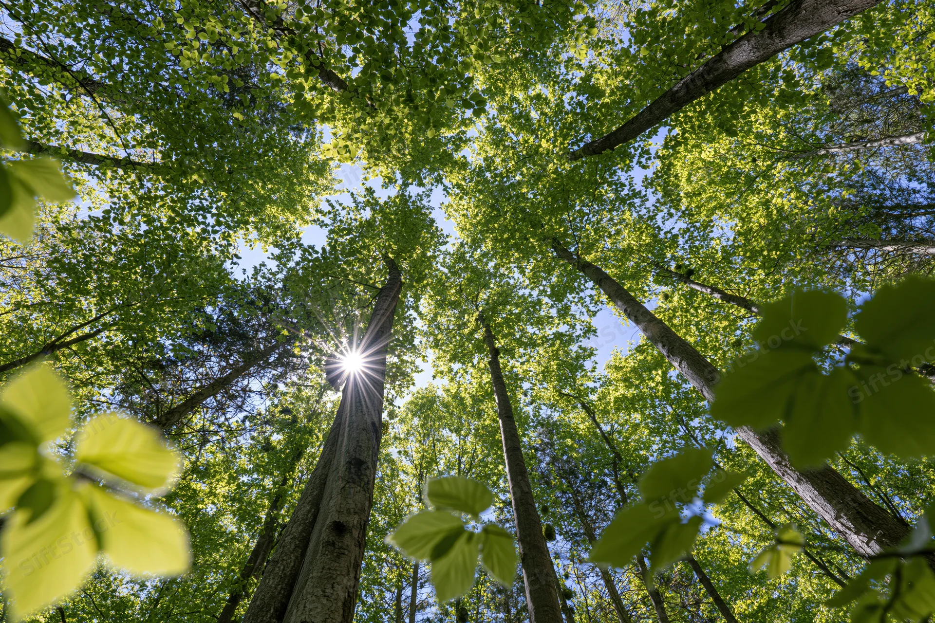 Upward view through dense green forest canopy with sun shining through leaves