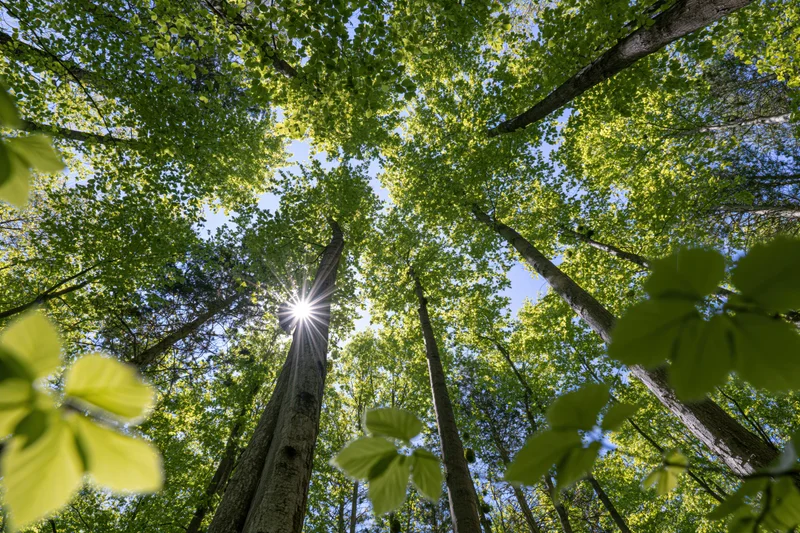 Upward view through dense green forest canopy with sun shining through leaves