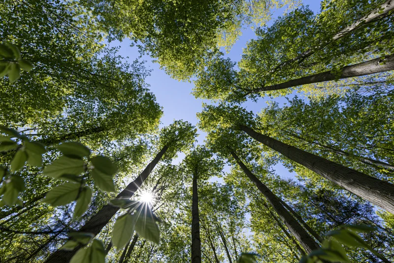 Upward view through dense deciduous forest canopy with sun shining through leaves against blue sky