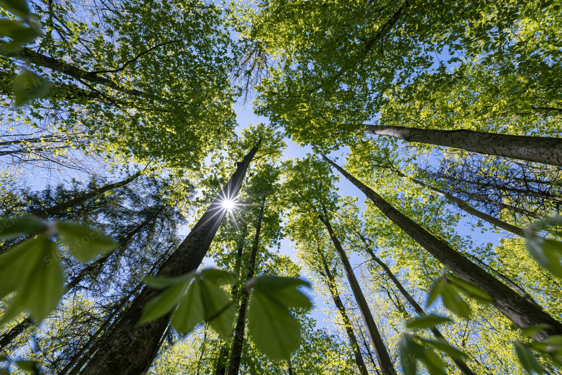 Upward view through dense deciduous forest canopy with sunlight filtering through green leaves against blue sky