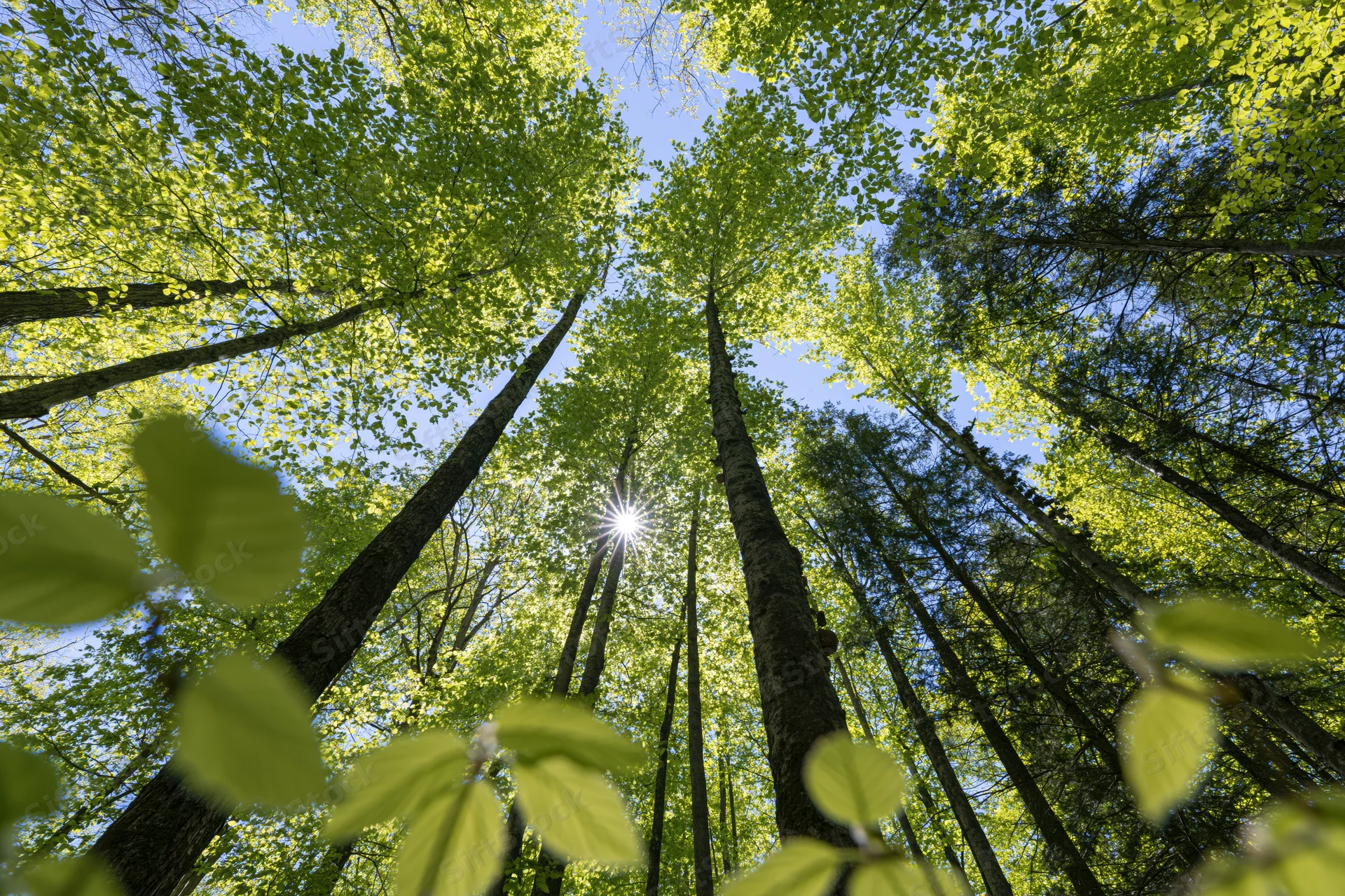 Upward view through a deciduous forest canopy with sunlight filtering through green leaves against a blue sky