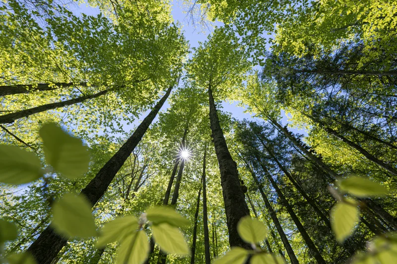 Upward view through a deciduous forest canopy with sunlight filtering through green leaves against a blue sky