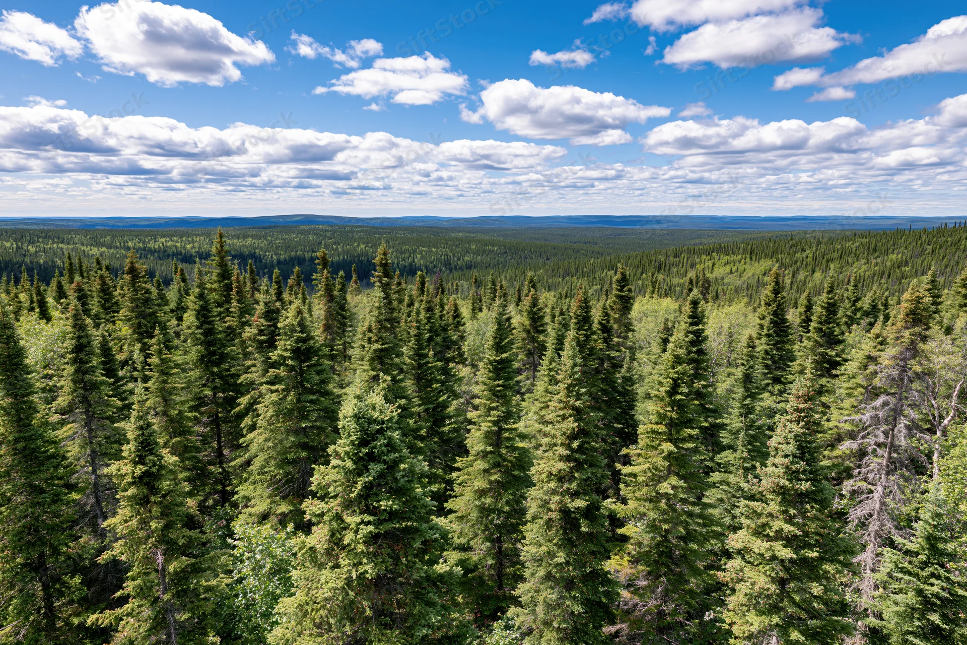 Vast boreal forest of dense spruce trees stretching to the horizon under a blue sky with scattered clouds