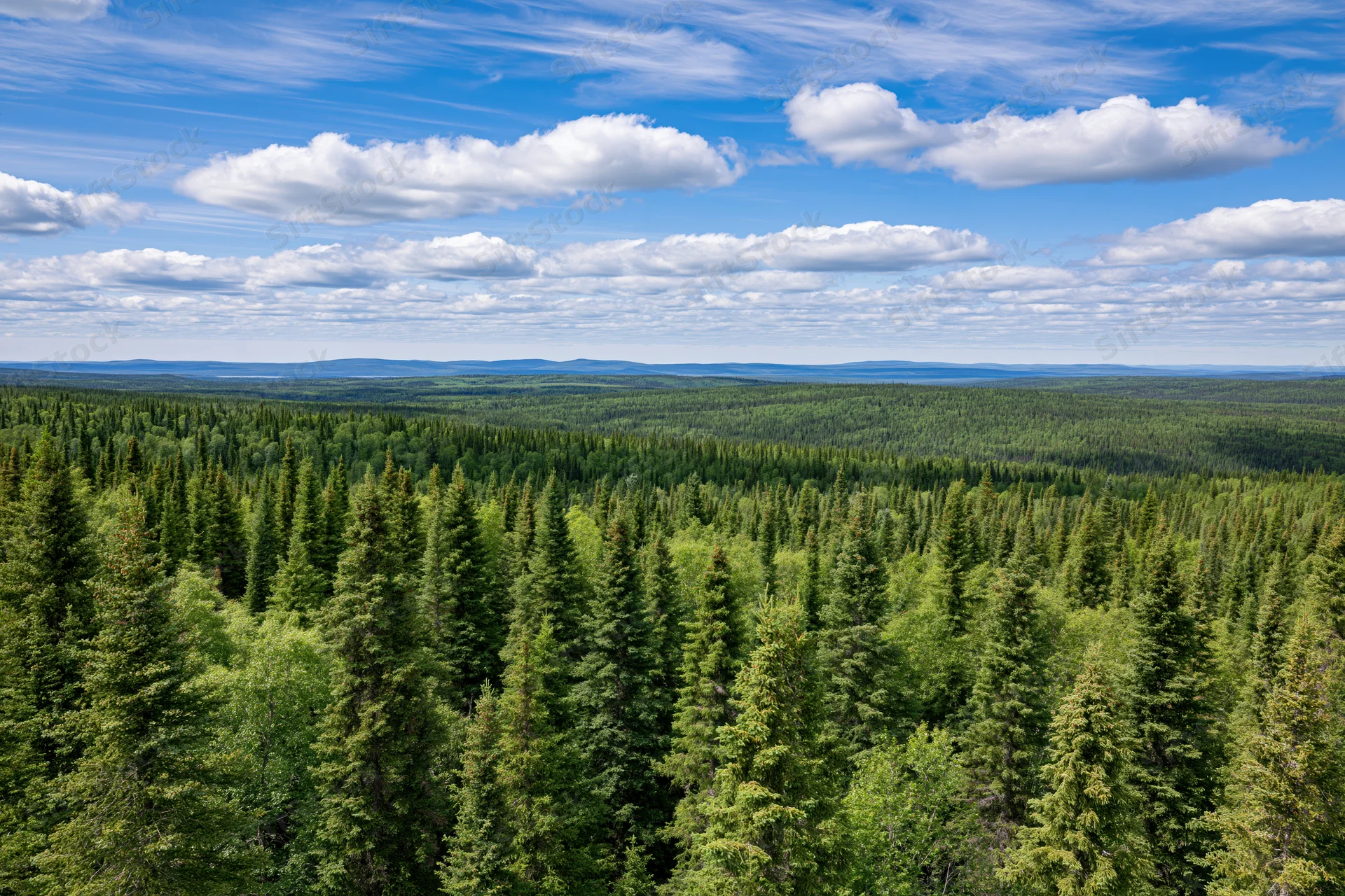 Vast boreal forest of dense spruce trees stretching to the horizon under a blue sky with scattered clouds