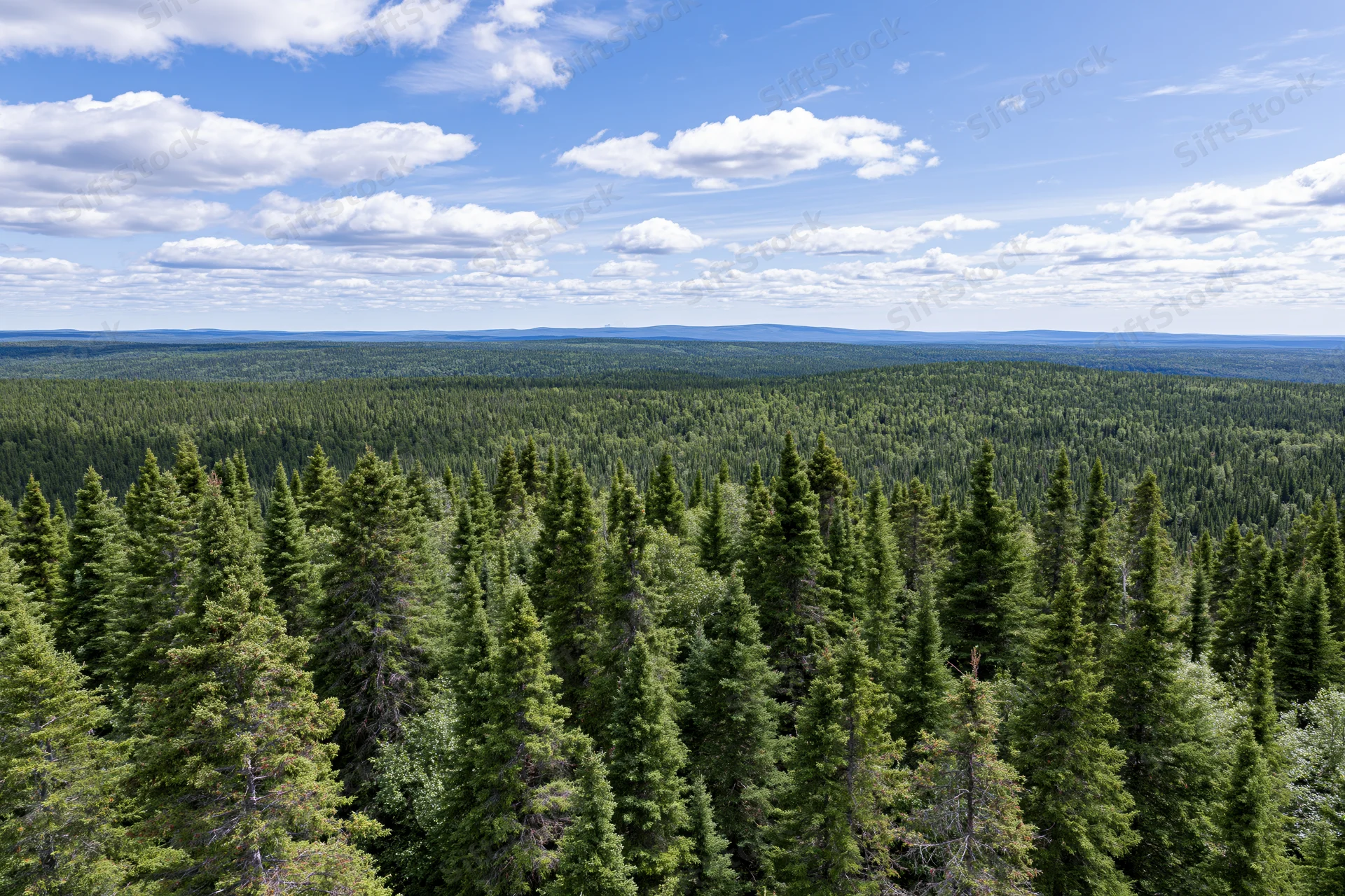 Aerial view of dense spruce forest stretching to the horizon under a blue sky with scattered clouds