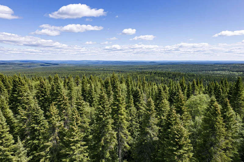 Vast boreal forest of dense spruce trees stretching to the horizon under a blue sky with scattered clouds