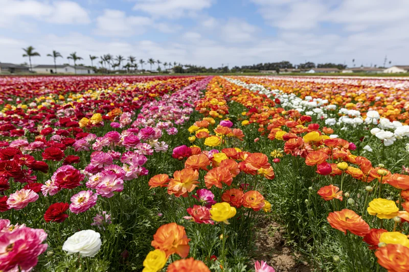Rows of blooming ranunculus flowers in a vast field under a blue sky with clouds