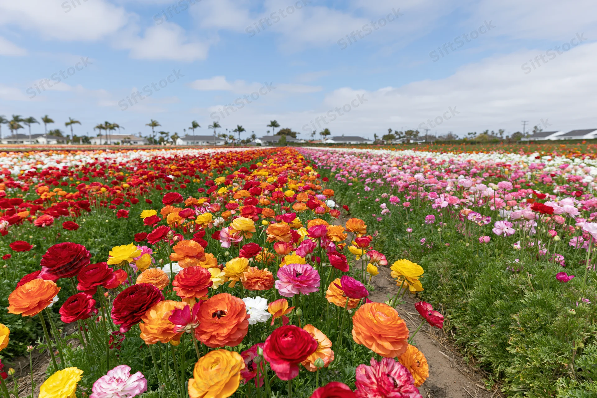 Rows of blooming ranunculus flowers in a vast field under a blue sky with clouds