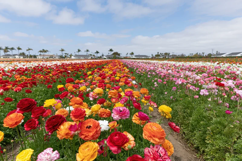 Rows of blooming ranunculus flowers in a vast field under a blue sky with clouds
