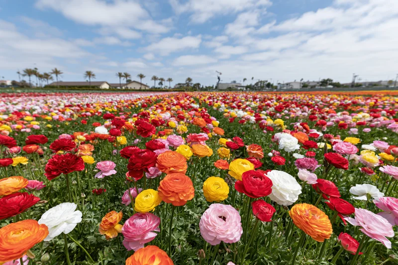 Vast field of blooming ranunculus flowers in rows under a blue sky with scattered clouds