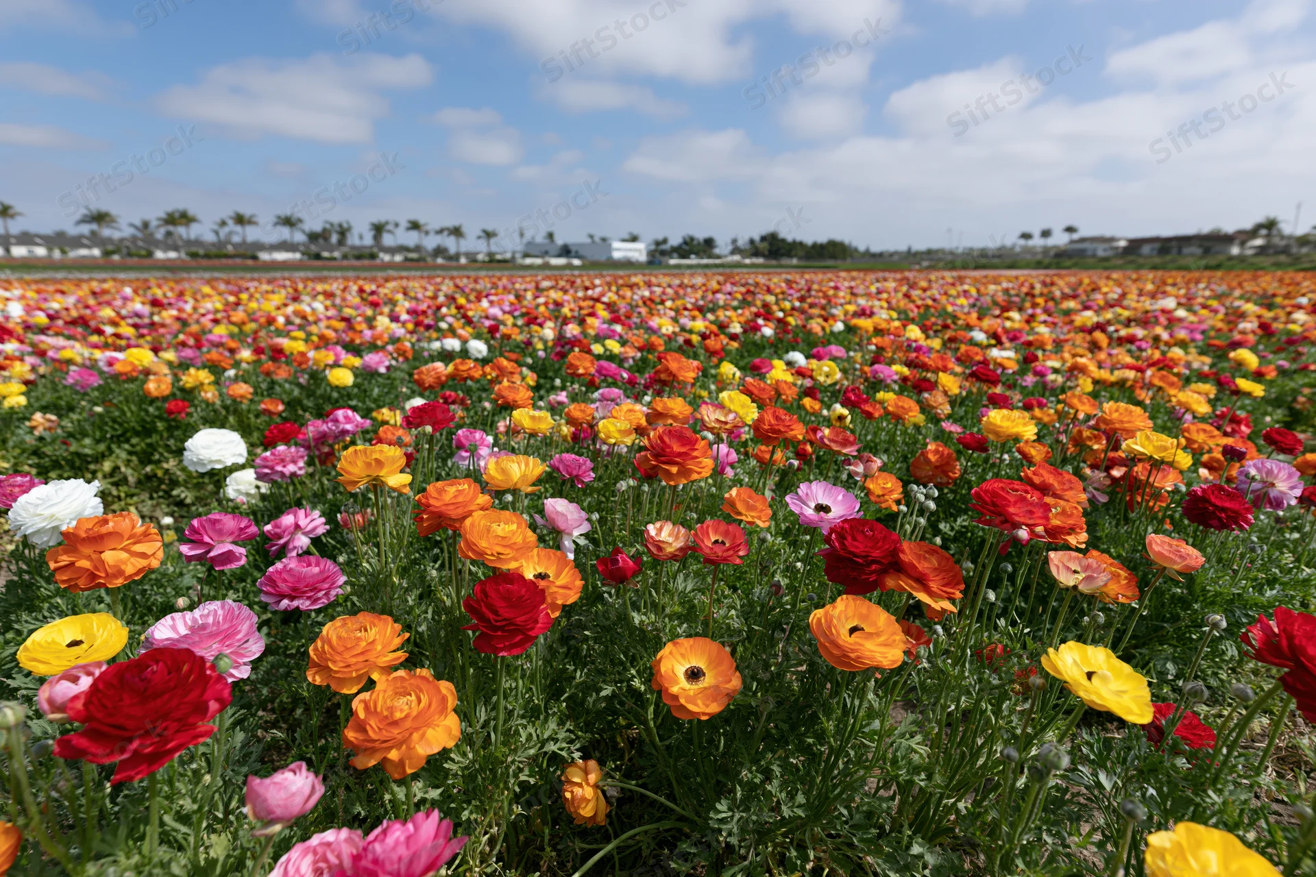 Vast field of blooming ranunculus flowers in rows stretching under a blue sky with scattered clouds