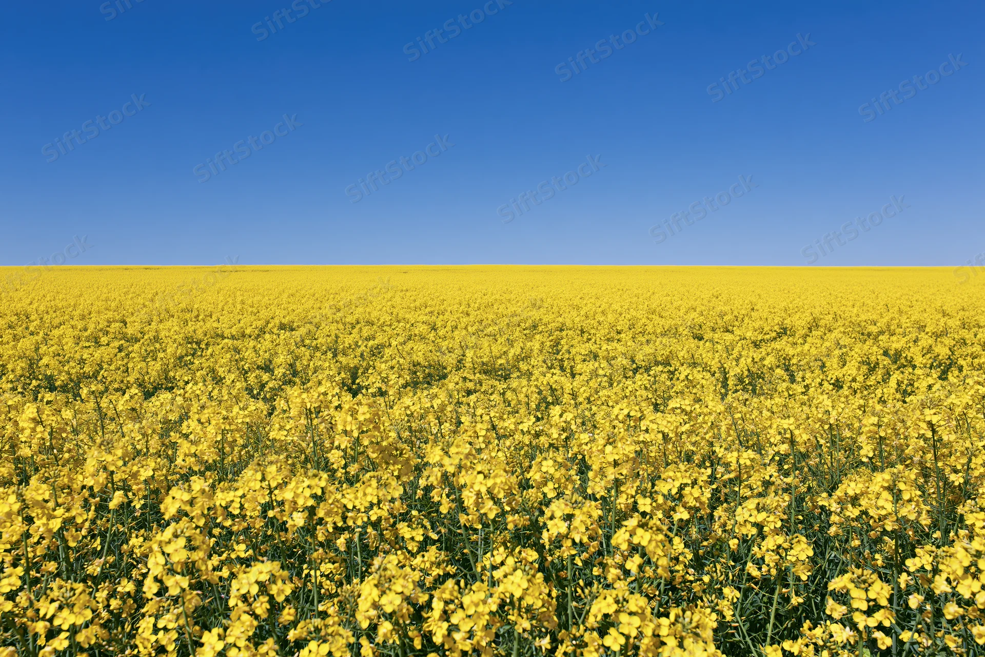 Vast field of blooming canola flowers under clear blue sky