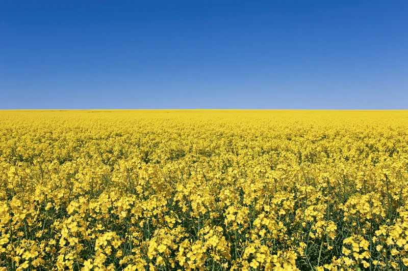 Vast field of blooming canola flowers under clear blue sky