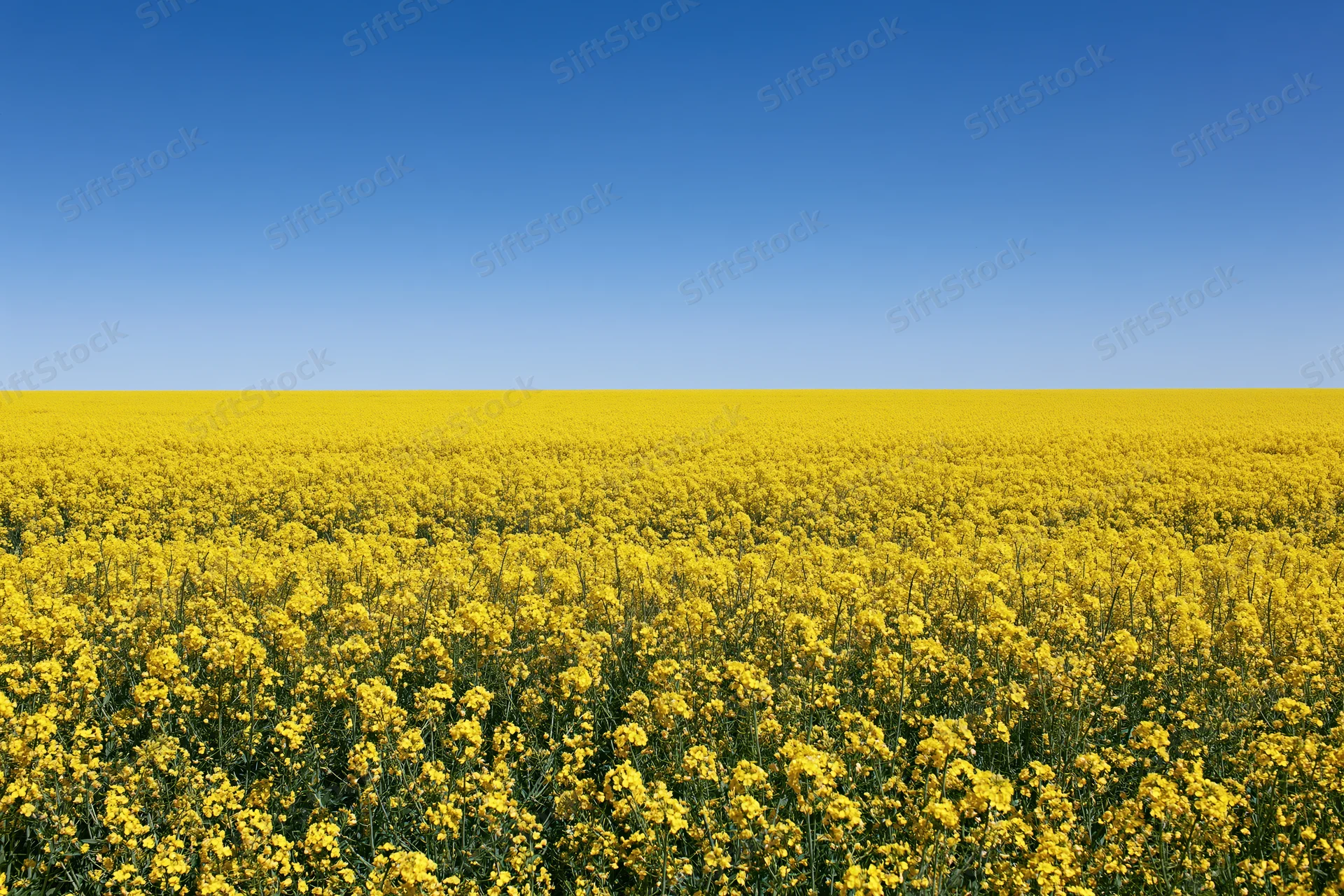 Vast field of blooming canola flowers under a clear blue sky