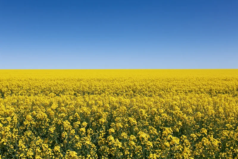 Vast field of blooming canola flowers under a clear blue sky