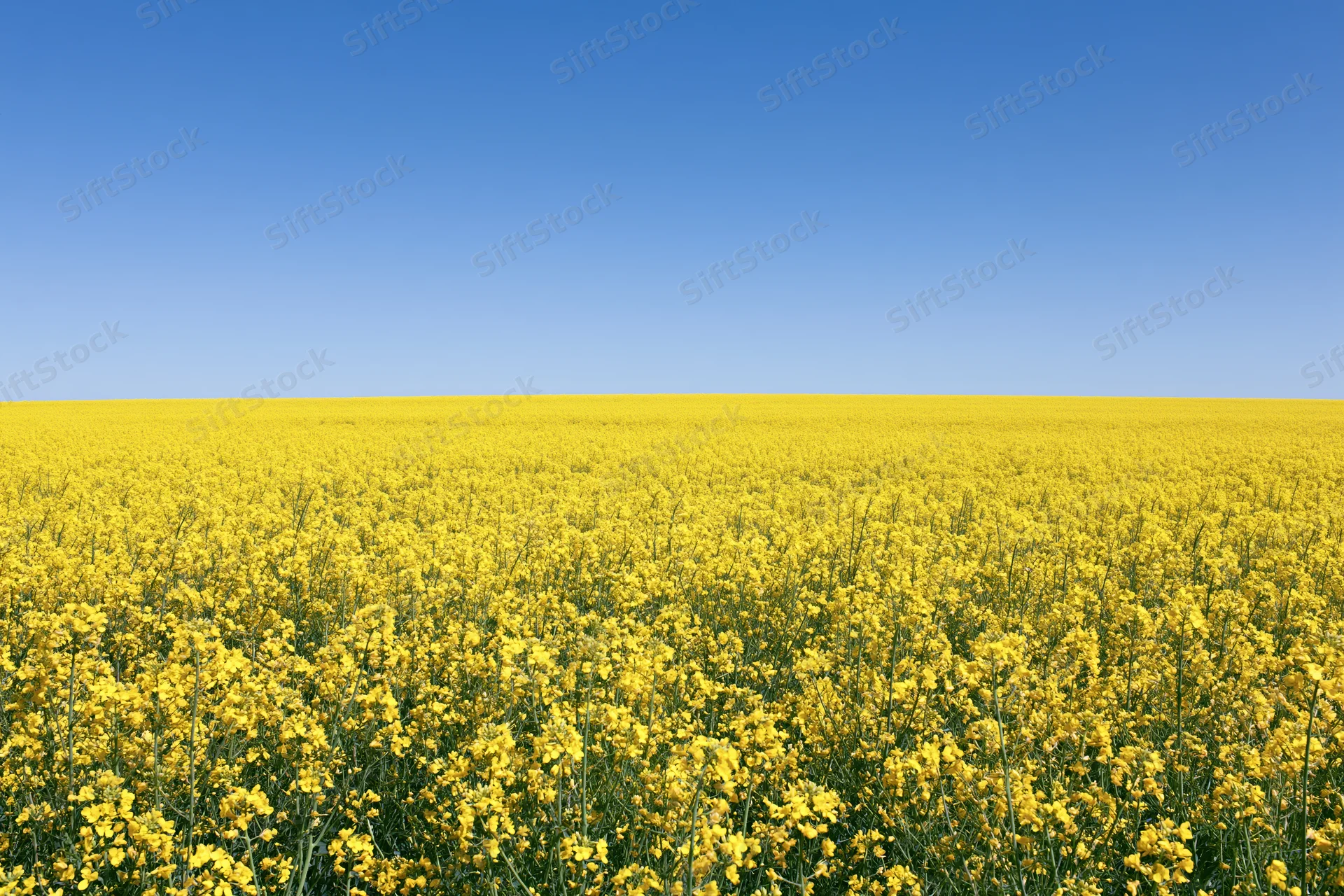 Vast field of blooming canola flowers under clear blue sky