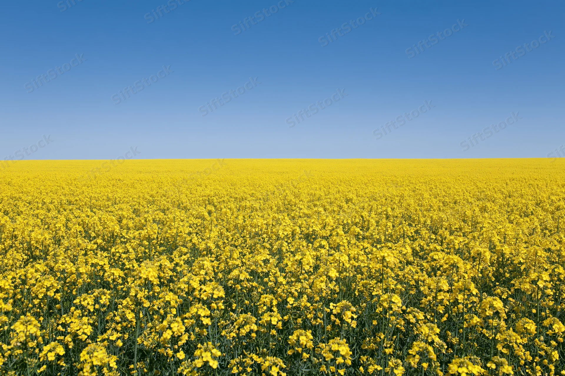 Vast field of blooming canola flowers under a clear blue sky