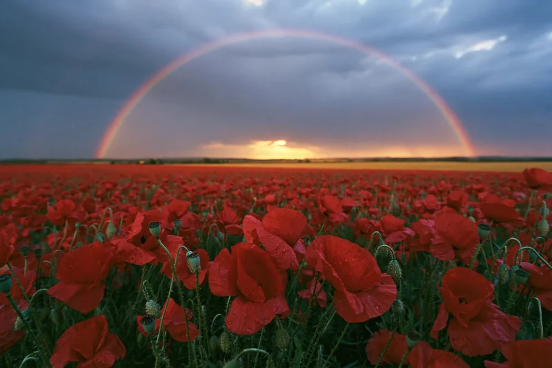 Vast field of red poppies under a rainbow at sunset