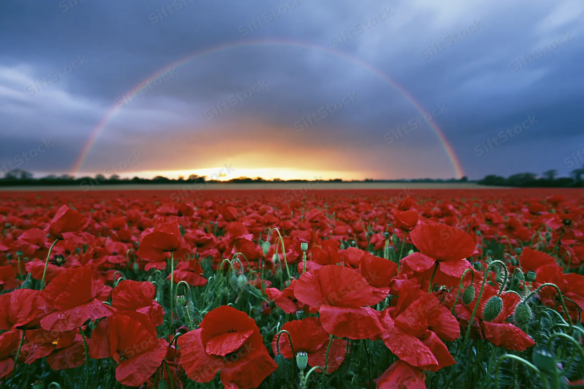 Vast field of red poppies under a rainbow at sunset