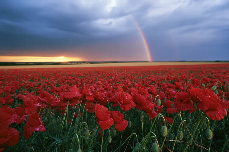 Vast field of red poppies under a stormy sky with a rainbow at sunset