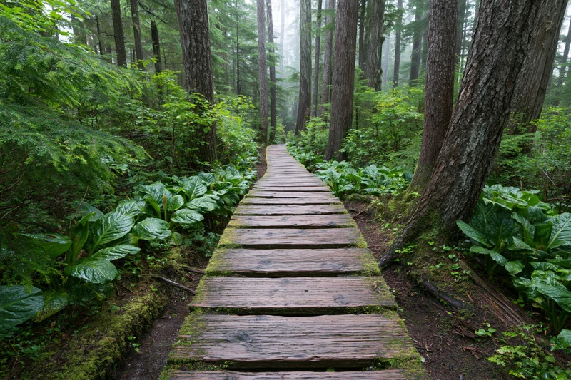 Wooden boardwalk winding through dense forest with moss-covered planks and tall trees on either side