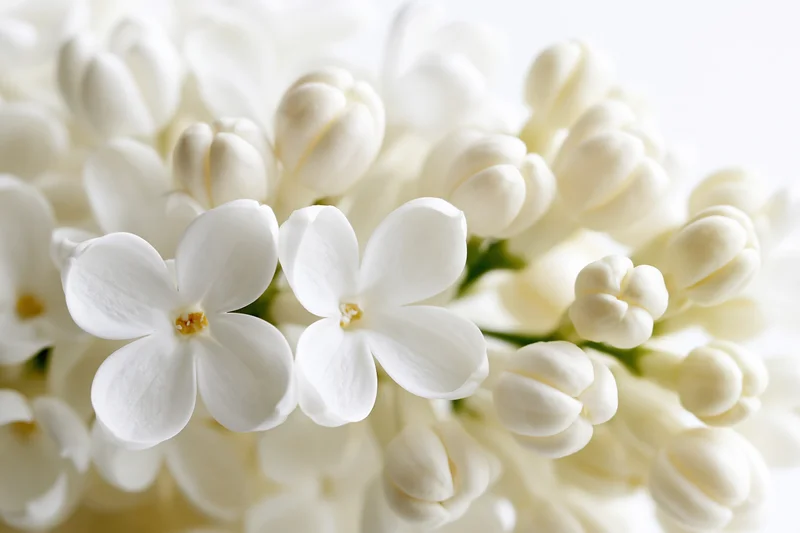 Closeup of white lilac flower cluster with two open blooms and buds on soft background