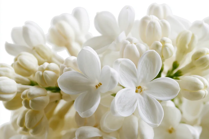 Closeup of white lilac flower cluster with two open blooms against white background