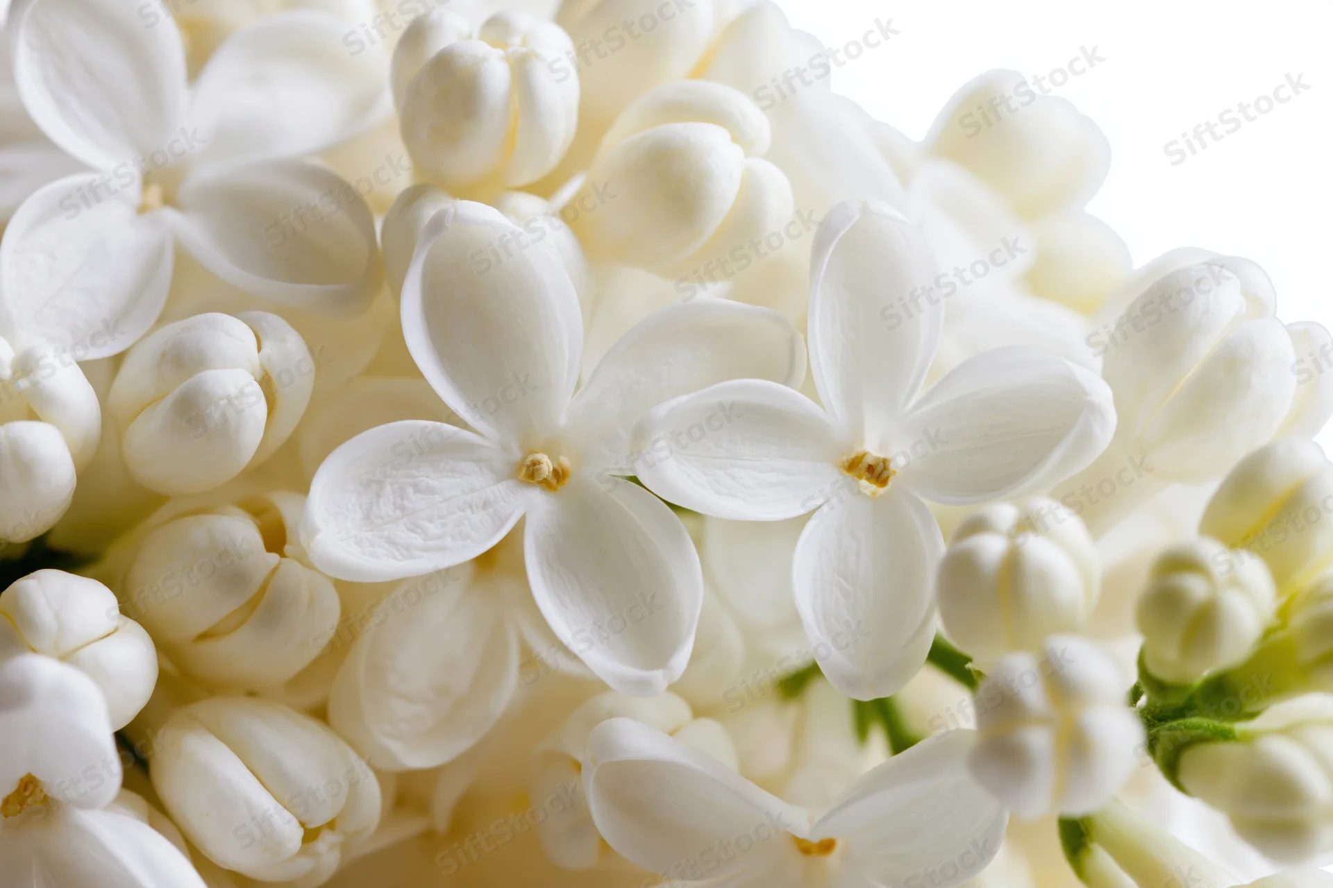 Closeup of white lilac flower cluster with open blooms and buds filling the frame