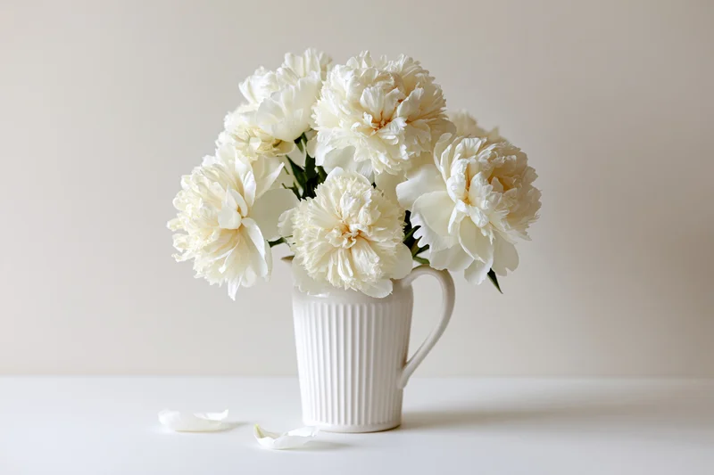 White peony bouquet in ribbed ceramic pitcher on white surface with fallen petals