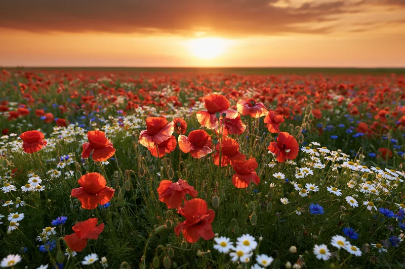 A field of red poppies and white daisies blooming at sunset in a rural meadow