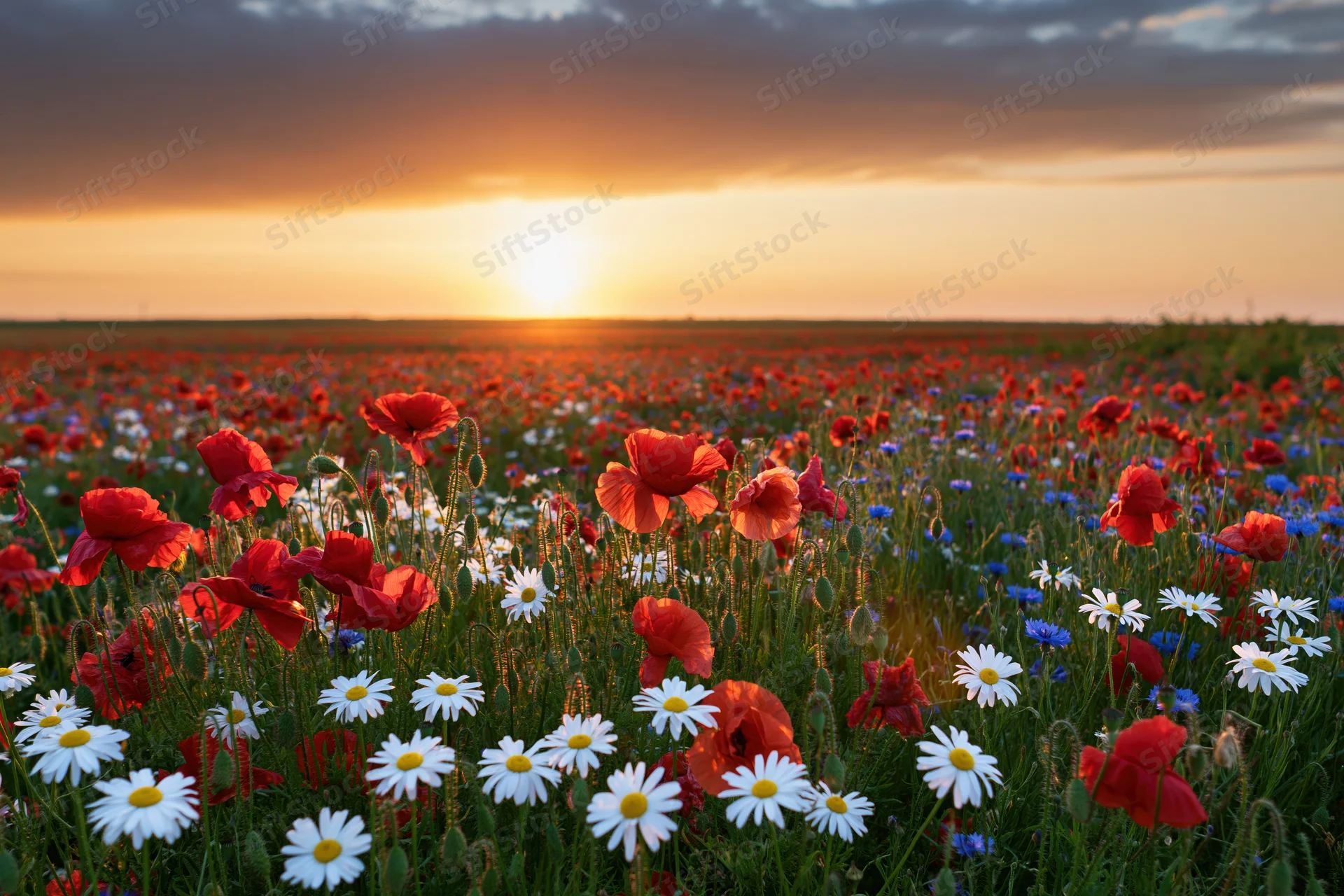 Field of red poppies and white daisies at sunset in a meadow
