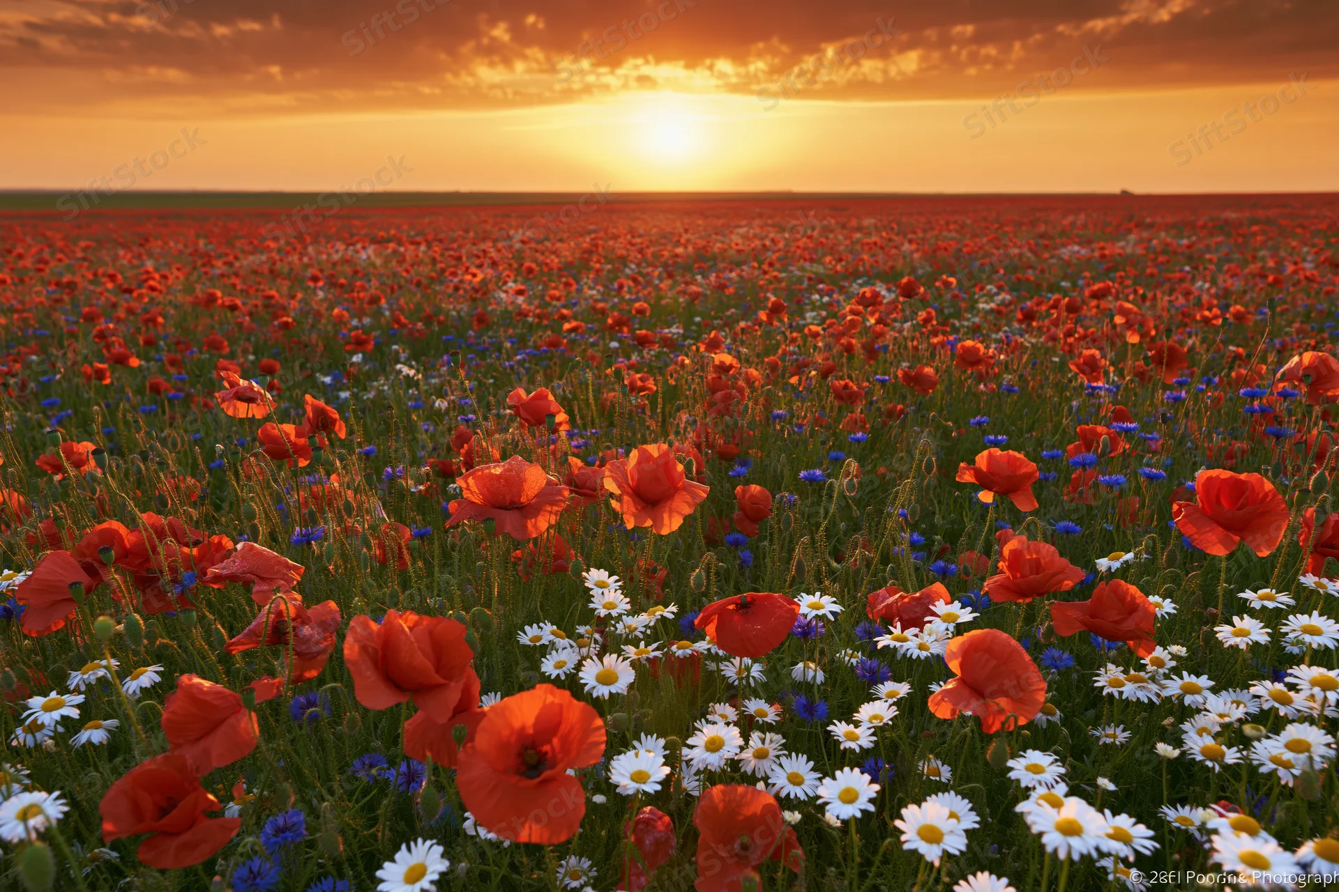 Field of red poppies and white daisies at sunset in a meadow