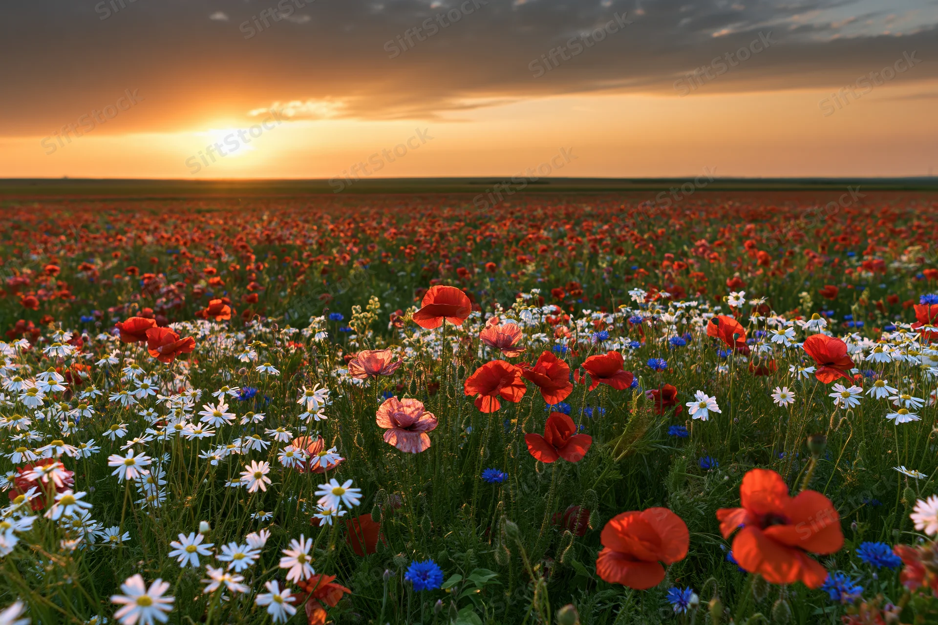 Wide field of red poppies and white daisies blooming at sunset in a meadow