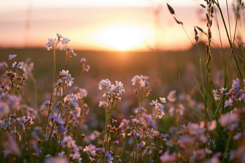 Wildflowers and tall grass in a meadow at sunset