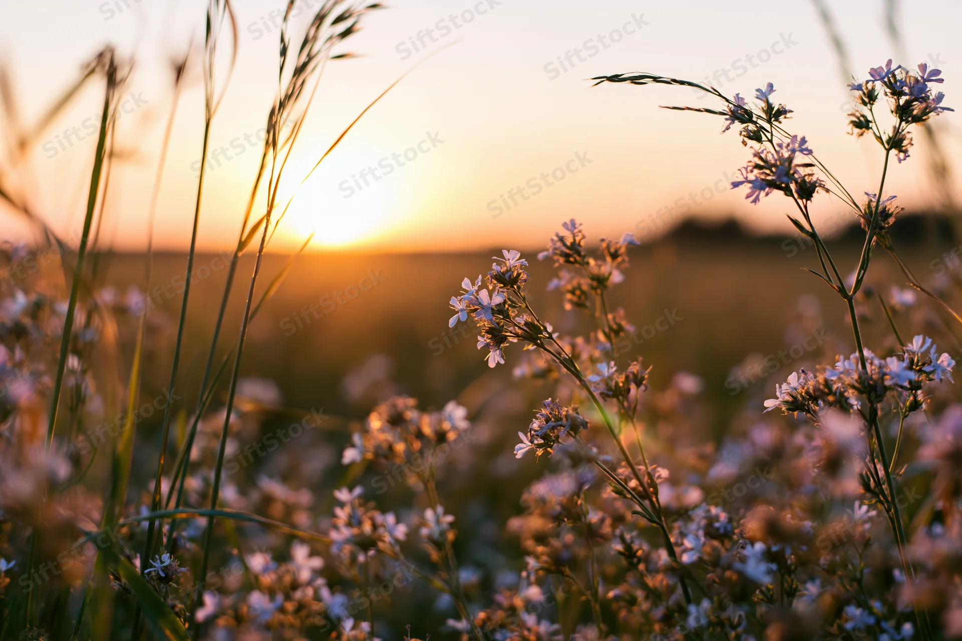 Wildflowers and tall grass in a meadow at sunset