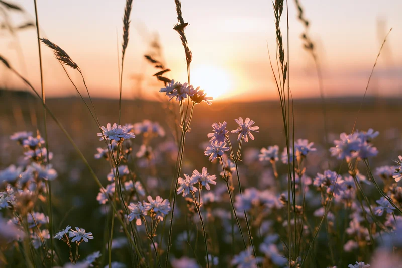 Wildflowers and tall grass stems in a meadow at sunset