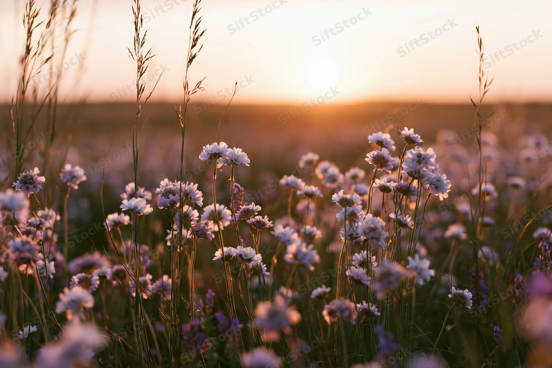 Wildflowers and tall grass in a meadow at sunset