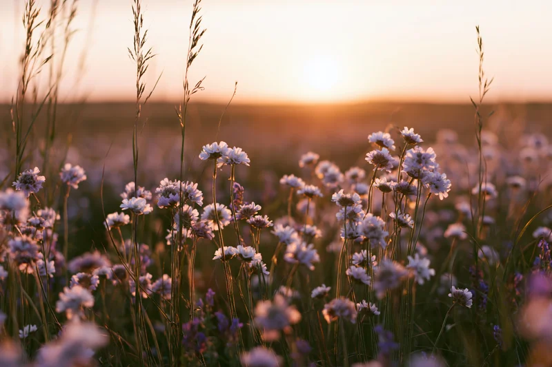 Wildflowers and tall grass in a meadow at sunset