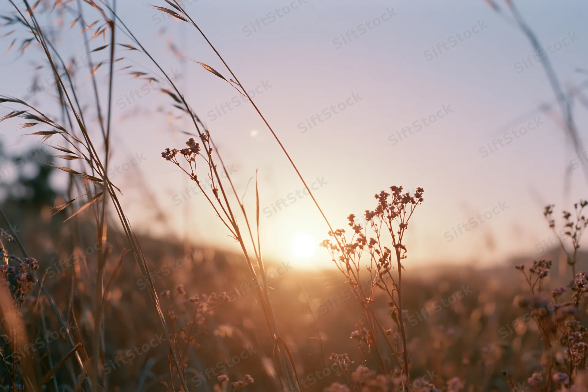 Wild grasses and small flowers silhouetted against a setting sun in a meadow at dusk