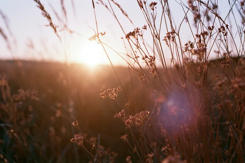 Wild grasses and tiny flowers silhouetted against a glowing sunset in a meadow
