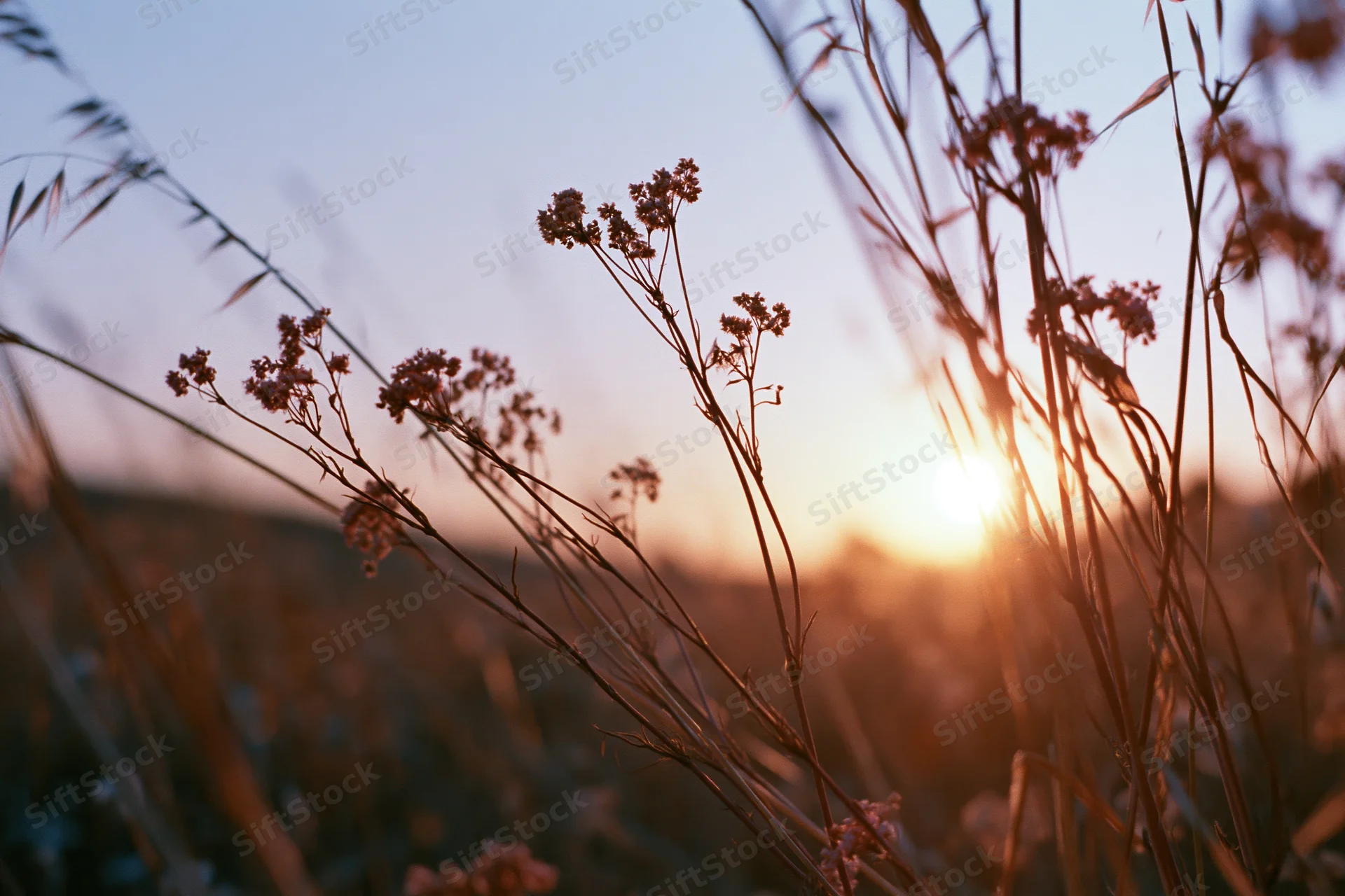 Wildflowers and grasses silhouetted against a setting sun in a meadow at dusk