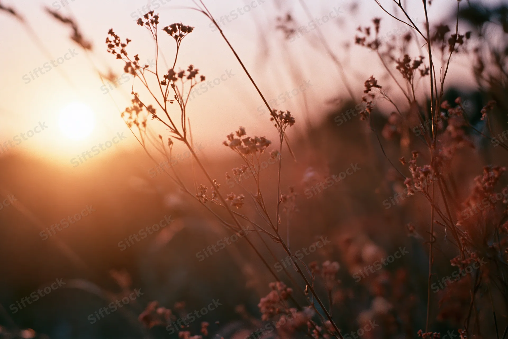 Wildflowers and grasses silhouetted against a golden sunset in a meadow