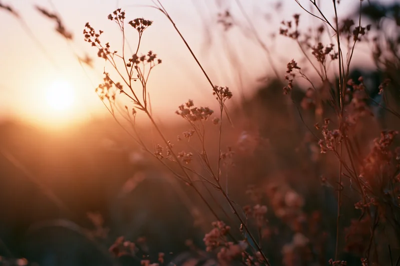 Wildflowers and grasses silhouetted against a golden sunset in a meadow