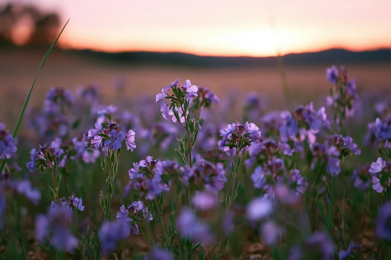 Purple and blue wildflowers blooming in a meadow at sunset
