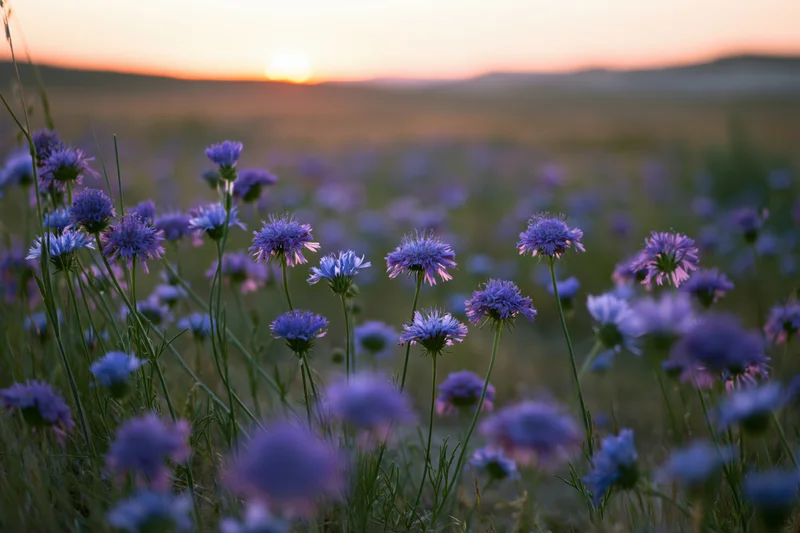 Purple and blue wildflowers blooming in a meadow at sunset