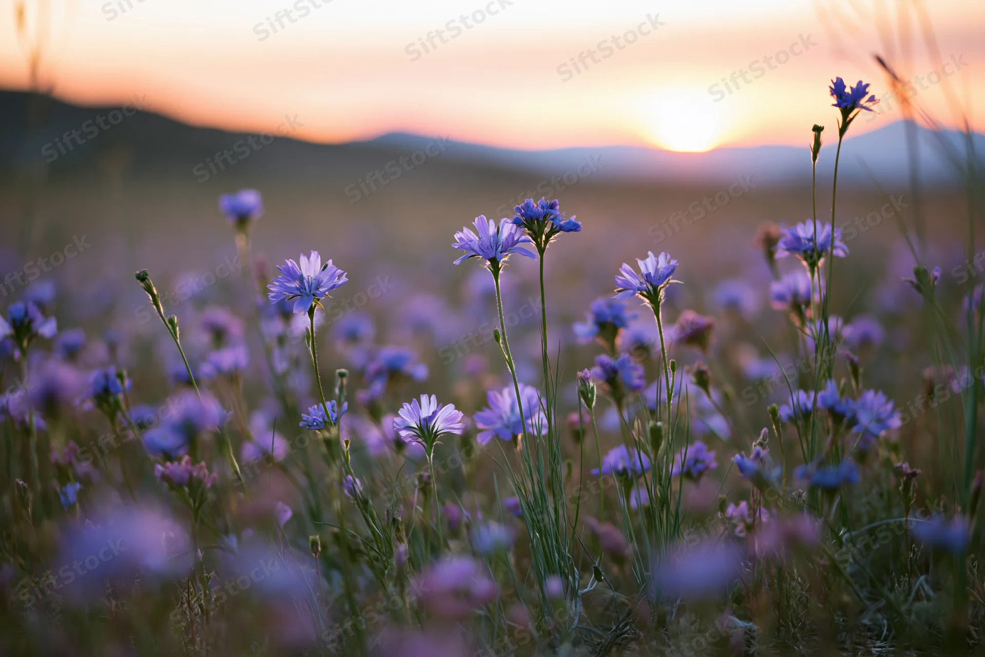 Purple and blue wildflowers blooming in a meadow at sunset