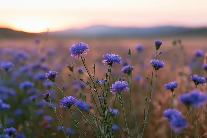 Purple and blue wildflowers blooming in a meadow at sunset