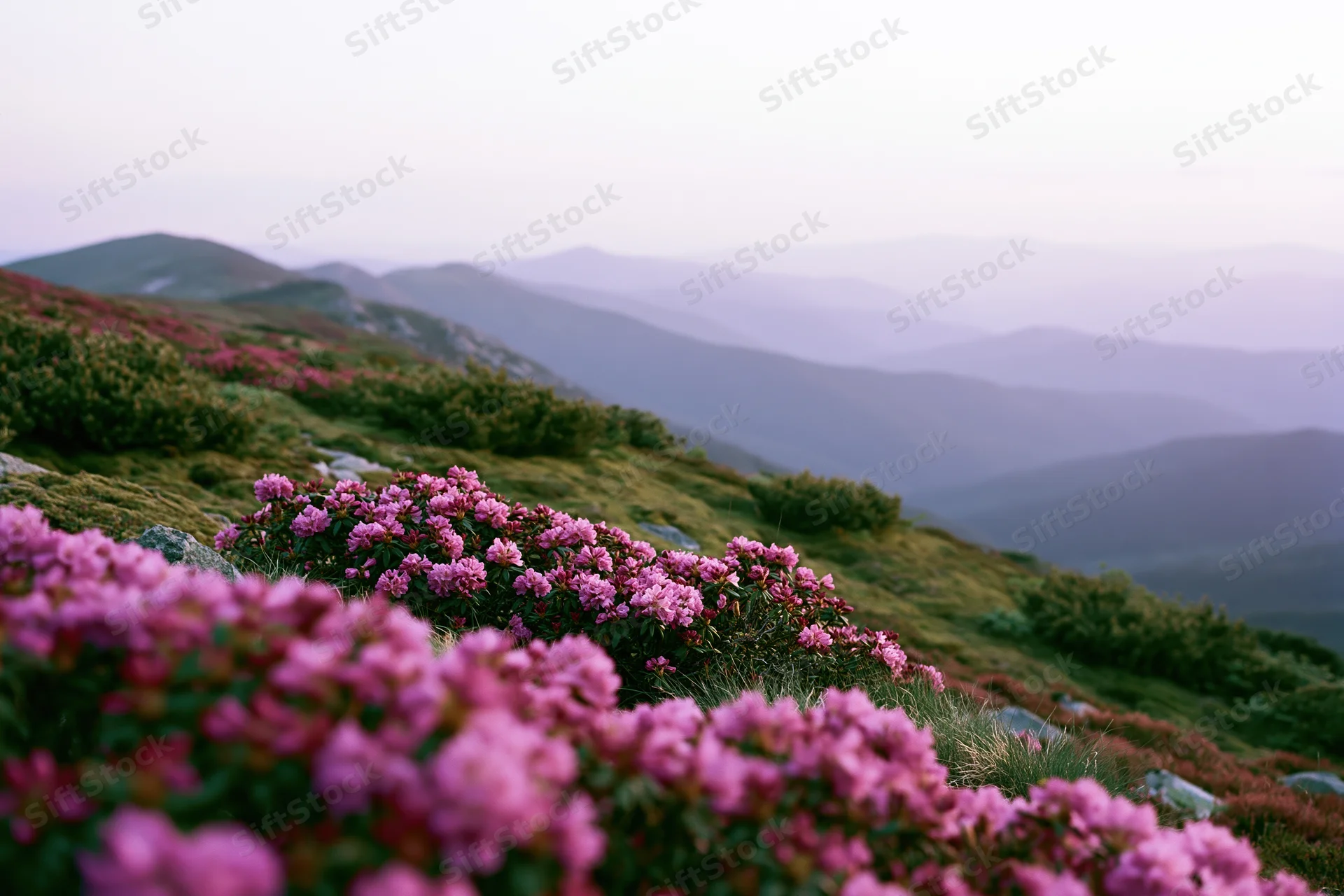 Pink rhododendron flowers blooming across an alpine hillside with layered mountains in the distance