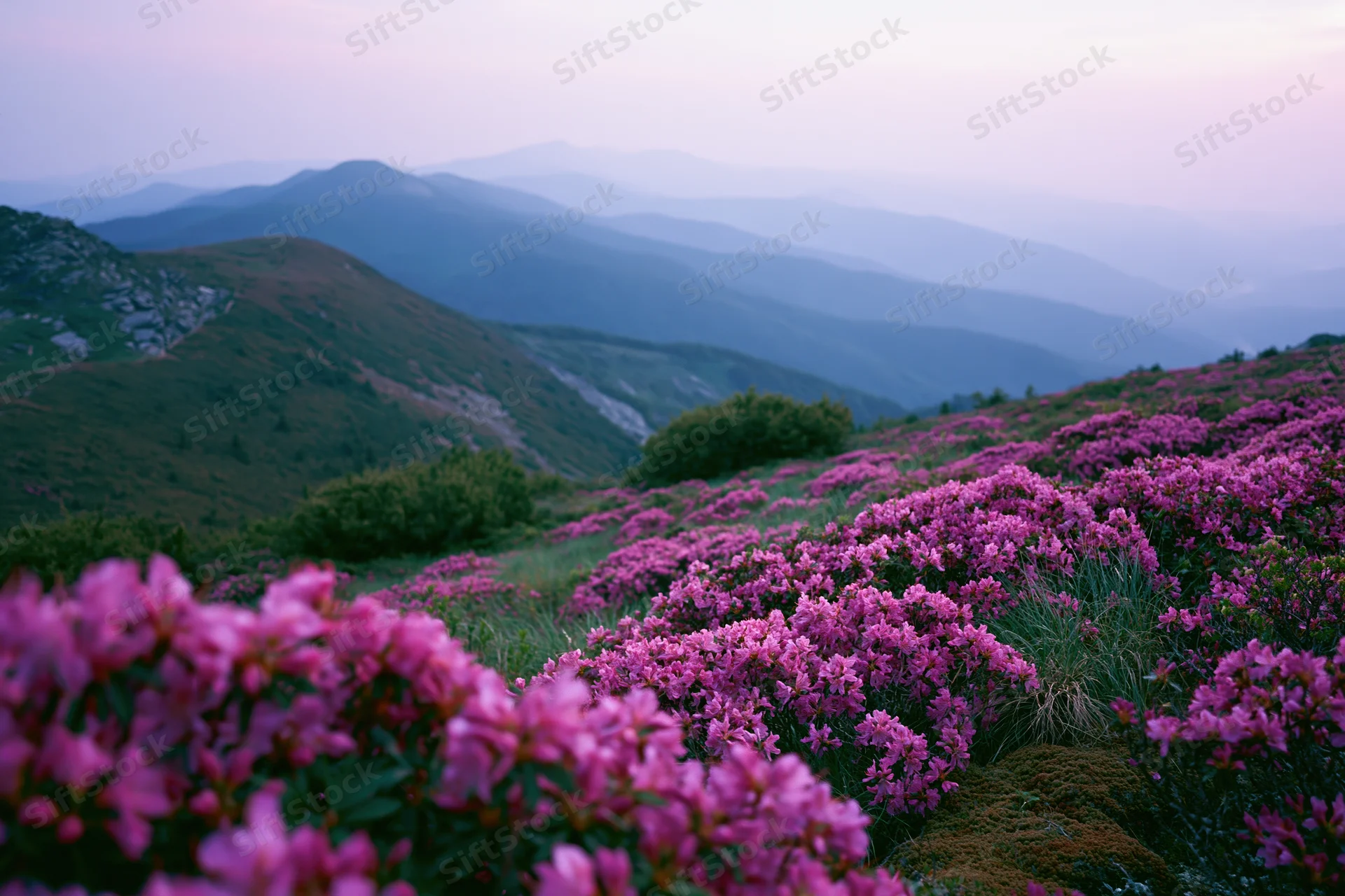 Wild rhododendron flowers blooming across an alpine hillside with layered mountains in the distance