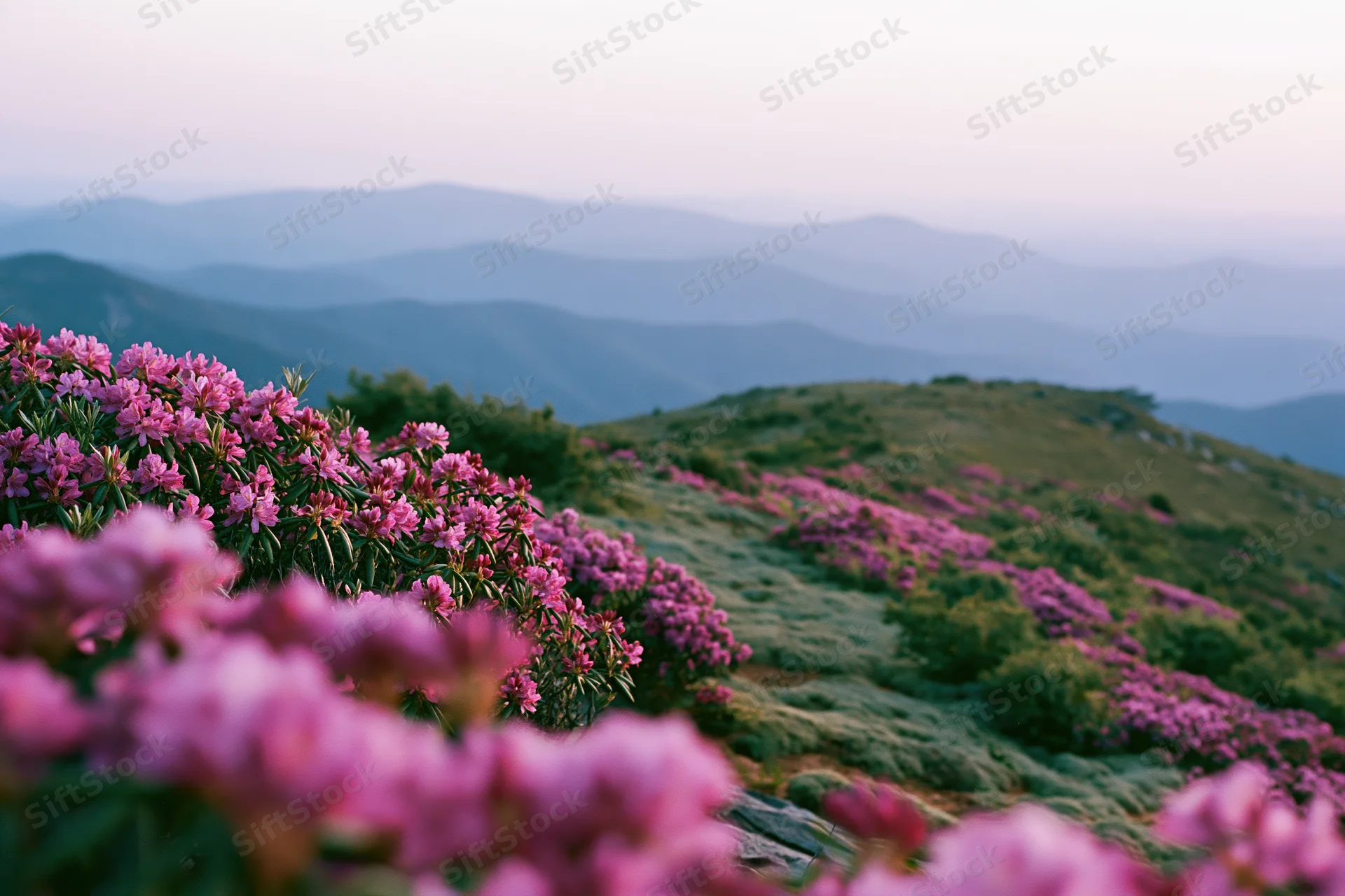 Wild rhododendron flowers blooming across an alpine hillside with layered mountains in the distance